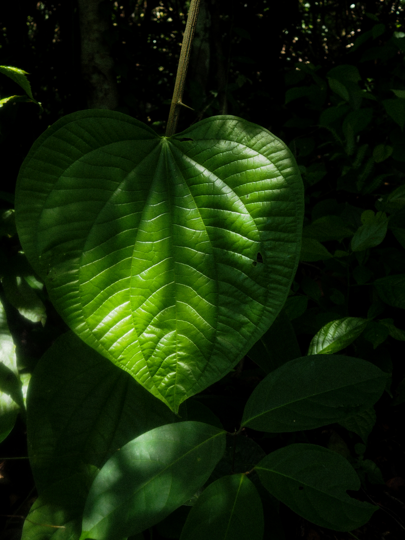 Illustration for article titled TRIGANA : THE PLANTS